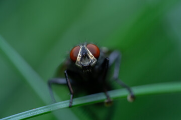 A Fly is watching You