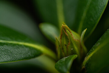 Rhododendron with closed Blossom