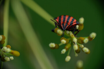Striped Bug