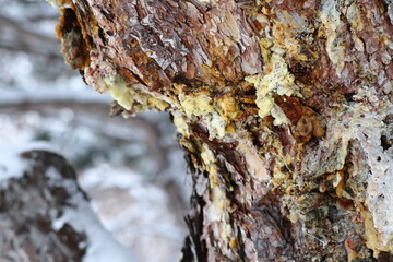 ヨーロッパクロマツの松ヤニ