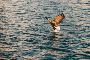 sea eagle in flight hunting prey in northern Norway