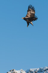 sea eagle in flight hunting prey in northern Norway