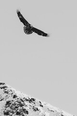 sea eagle in flight hunting prey in northern Norway