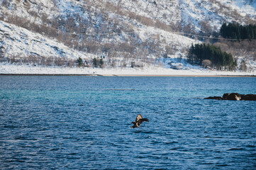 sea eagle in flight hunting prey in northern Norway