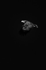 fine art black and white eagle in flight