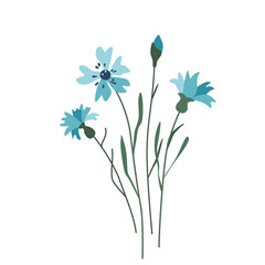 Fototapeta na wymiar Cornflower flower vector illustration isolated on white background in
