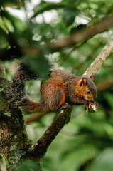 variegated squirrel feeding off a fruit on a tree. 