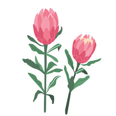 Protea flower vector illustration isolated on white background in