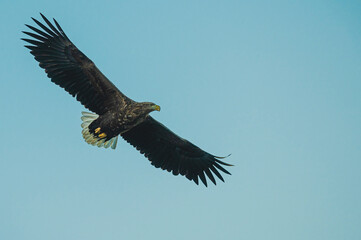 Majestic sea eagle in flight over the ocean with a blue sky background
