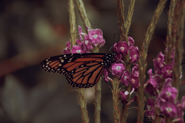 Fototapeta na wymiar monarch butterfly feeding on little purple Porterweed (Stachytarpheta) flowers. 