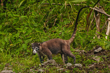 Coatimundi on the grass with its tail up.