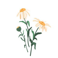 Chamomile flower vector illustration isolated on white background in