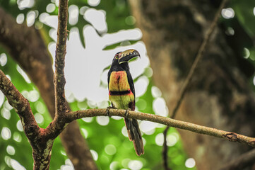 Aracari Toucan perched on the branch. 