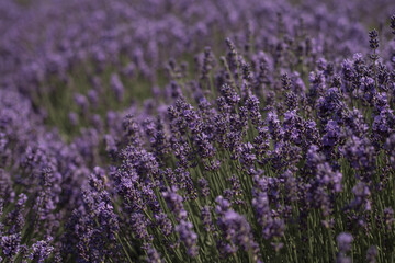 Obraz premium Lavender Field in the summer. Soft focus on lavender flowers. Aromatherapy. 