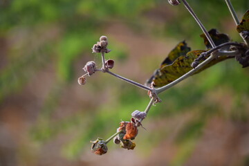 frutos do Cerrado brasileiro