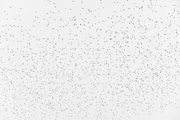 Lots of abstract birds flying over the city