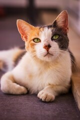 portrait of a cat