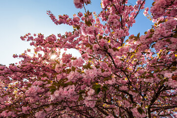 blühender Kirschbaum vor blauem Himmel