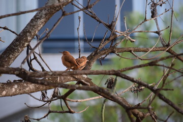 joão de barro no Cerrado