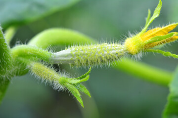 Cucumbers grow in greenhouses