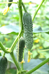 Cucumbers grow in greenhouses