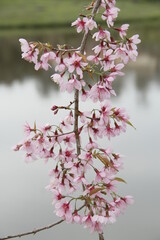 pink cherry blossom