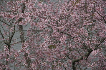 pink cherry blossoms