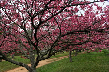 blossom tree