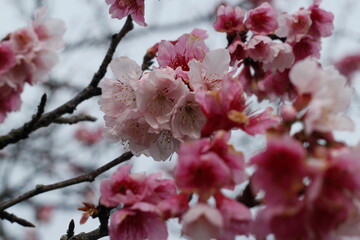 pink cherry blossom