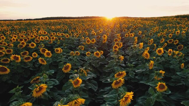 Sunflowers field on sunset. Harvesting Sunflower Seeds in agriculture. Huge yellow flowers on summer sun is harvesting sunflower seeds in autumn harvest season. Sunflowers farming for sunflower oil.