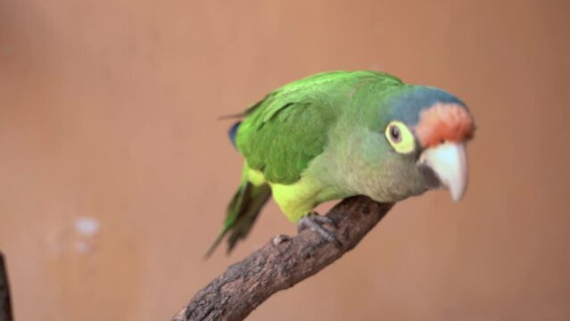 Angry green parrot on a branch 