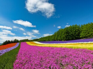 Fototapeta na wymiar The Summer Rainbow-Flower Farm in Furano, Hokkaido, Japan