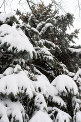 snow covered trees