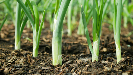 Onion spring sibies scallion stem stalk Allium cepa thick bulb common organic plant young...