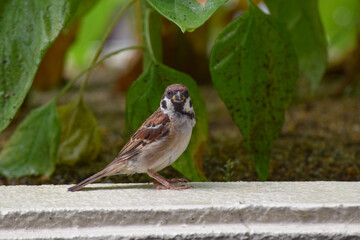 sparrow on a branch