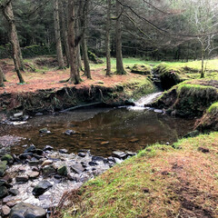 Small woodland stream
