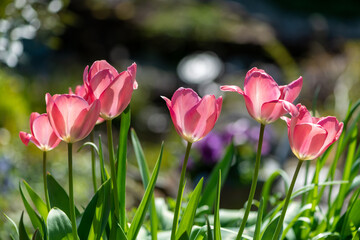 Pink tulips enjoying the sun with a sparkling background