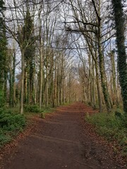 Obraz premium Romand Road in Wandlebury Country Park, January 2022