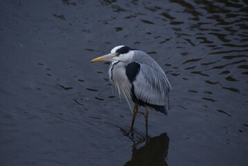A gray heron in a stream in winter. The long beak preys on fish, amphibians, reptiles, and insects in rivers, lakes, and paddy fields. 