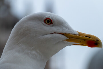Primo piano di una testa di gabbiano con uno sfondo sfocato