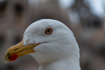 Primo piano di una testa di gabbiano con uno sfondo sfocato
