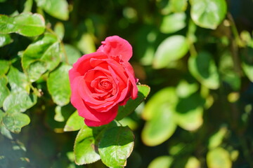 Beautiful garden rose flower and green leaf	