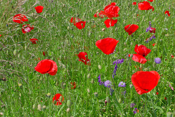 Fototapeta premium blooming poppy meadow. Red poppy flowers in the grass close up