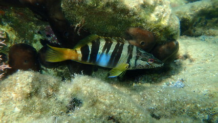 Painted comber (Serranus scriba) undersea, Aegean Sea, Greece, Syros island