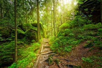 path into sunlight at forest trail with stairs saxon switzerland