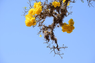 ipê-amarelo no Cerrado
