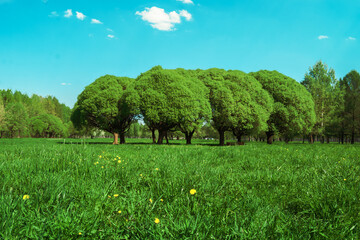 A row of trees on a sunny summer day in the park. June, July, August. Background.
