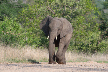 African elephant in Kruger