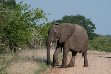 Fototapeta na wymiar African elephant in Kruger