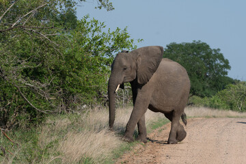 Fototapeta na wymiar African elephant in Kruger